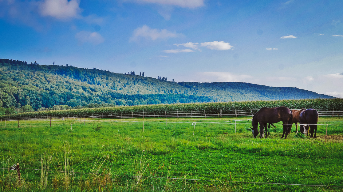 KURS HARZ