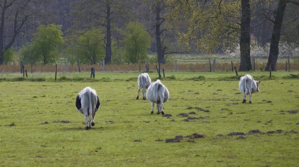 Western Horse Academy Walsrode