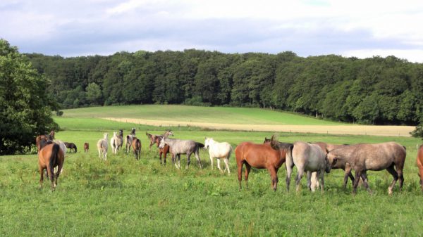 Arabergestüt Hägerhof