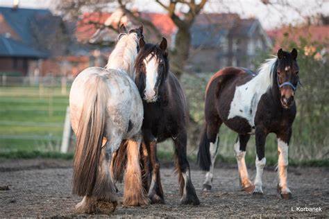 Ponyhof Gerdes